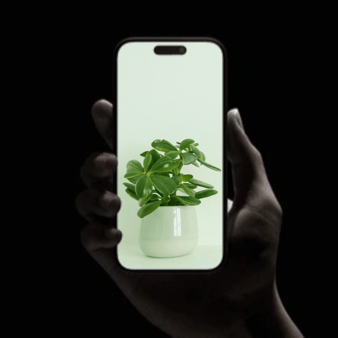 Picture of person taking a photo of a plant